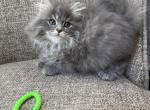 Boy Siberian Social Cuddly Blue Silver Tabby - Siberian Cat For Sale - Old Bridge&comma; NJ&comma; US
