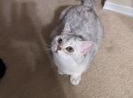 LitterA - British Shorthair Cat For Sale - Durham&comma; NC&comma; US