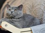 Dexter - British Shorthair Cat For Sale - New York&comma; NY&comma; US