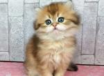 Mavka - British Shorthair Cat For Sale - Miami&comma; FL&comma; US
