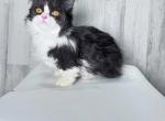 Black and white longhaired minuet standard - Minuet Cat For Sale - Omaha&comma; NE&comma; US