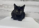 Boo kitty standard black munchkin - Munchkin Cat For Sale - Omaha&comma; NE&comma; US