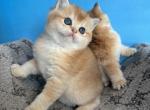 Oskar - British Shorthair Cat For Sale - Renton&comma; WA&comma; US