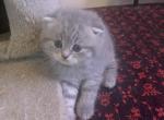 Mya - Scottish Fold Cat For Sale - Philadelphia&comma; PA&comma; US