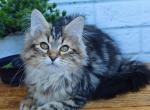 Lisenok - Siberian Cat For Sale - Norwalk&comma; CT&comma; US