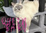 Babys BEAUTIFUL KITTENS - Ragdoll Cat For Sale - Mount Joy&comma; PA&comma; US