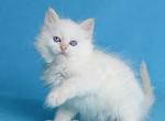 Tommi - Siberian Cat For Sale - Norwalk&comma; CT&comma; US