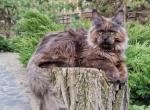 Nazar - Maine Coon Cat For Sale - Miami&comma; FL&comma; US