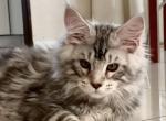 Arnold - Maine Coon Cat For Sale - Miami&comma; FL&comma; US