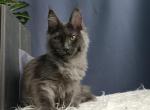 Sofia - Maine Coon Cat For Sale - Miami&comma; FL&comma; US