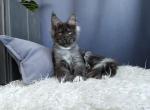 Unco - Maine Coon Cat For Sale - Miami&comma; FL&comma; US