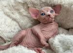 FMisha - Sphynx Cat For Sale - Pembroke Pines&comma; FL&comma; US