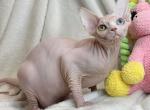 Vera - Sphynx Cat For Sale - Pembroke Pines&comma; FL&comma; US