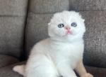 Scottish fold and straight gilts - Scottish Fold Cat For Sale - Shakopee&comma; MN&comma; US