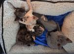 Ursula's January litter - Devon Rex Cat For Sale - Stanford&comma; MT&comma; US
