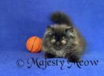Fabi - Persian Cat For Sale - Yucca Valley&comma; CA&comma; US