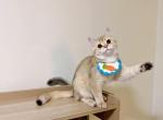 Mura - British Shorthair Cat For Sale - Staten Island&comma; NY&comma; US