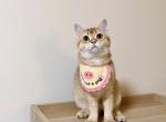DuDu - British Shorthair Cat For Sale - Staten Island&comma; NY&comma; US