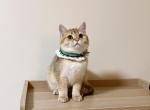 Benjamin - British Shorthair Cat For Sale - Staten Island&comma; NY&comma; US