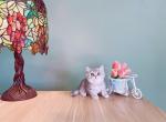 Magi - British Shorthair Cat For Sale - Staten Island&comma; NY&comma; US