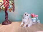 Diana - British Shorthair Cat For Sale - Staten Island&comma; NY&comma; US