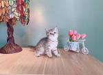 Dorsey - British Shorthair Cat For Sale - Staten Island&comma; NY&comma; US