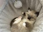 Male Ragdoll Chocolate Point Mitted and Socked - Ragdoll Cat For Sale - Central Nyack&comma; NY&comma; US