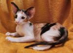Honora - Oriental Cat For Sale - Pembroke Pines&comma; FL&comma; US