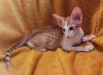 Harvey - Oriental Cat For Sale - Pembroke Pines&comma; FL&comma; US