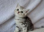 Tiger scottish girl black silver tabby - Scottish Straight Cat For Sale - CA&comma; US