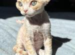T - Devon Rex Cat For Sale - Philadelphia&comma; PA&comma; US