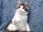 Avrora - Maine Coon Cat For Sale - Grayslake&comma; IL&comma; US