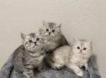 Knowee x chunky - Scottish Fold Cat For Sale - Tukwila&comma; WA&comma; US