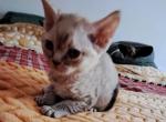ACKEE - Devon Rex Cat For Sale - Stanford&comma; MT&comma; US