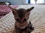 Apricot - Devon Rex Cat For Sale - Stanford&comma; MT&comma; US