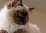 Berta - Ragdoll Cat For Sale - Miami&comma; FL&comma; US