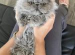Lolo - Persian Cat For Sale - Hollywood&comma; FL&comma; US