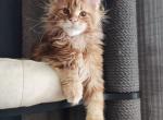 Shanghai - Maine Coon Cat For Sale - Hollywood&comma; FL&comma; US