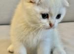 Louis - Scottish Fold Cat For Sale - Brooklyn&comma; NY&comma; US