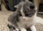 Jupiter - Scottish Straight Cat For Sale - WI&comma; US