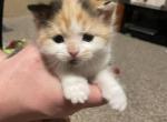 Joy - Scottish Straight Cat For Sale - WI&comma; US