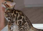 Pamir - Bengal Cat For Sale - Norwalk&comma; CT&comma; US