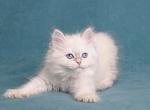 Stella - Siberian Cat For Sale - Grayslake&comma; IL&comma; US