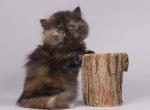 Kornelia - Munchkin Cat For Sale - Miami&comma; FL&comma; US