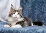 Dallas - Maine Coon Cat For Sale - Miami&comma; FL&comma; US