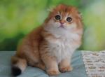 Alex - Scottish Fold Cat For Sale - Hollywood&comma; FL&comma; US