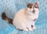 Tara - Exotic Cat For Sale - Norwalk&comma; CT&comma; US
