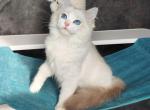 California - Ragdoll Cat For Sale - Miami&comma; FL&comma; US