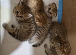Cleo litter - Scottish Fold Cat For Sale - Holland&comma; PA&comma; US