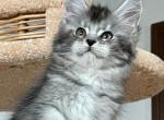 Bella - Maine Coon Cat For Sale - Hollywood&comma; FL&comma; US